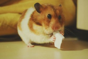 08年属鼠人的一生财运，属鼠的人财运如何