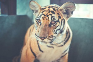 生肖属虎的女人旺夫吗，她们命运如何