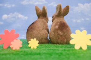 属兔的适合佩什么生肖，属猪属羊属狗