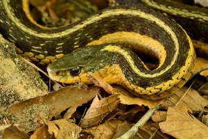 属蛇人的职场生存之道