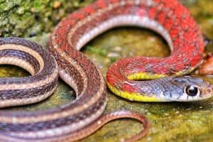 属蛇人的最佳拍档