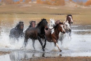 1978年属什么生肖，78年出生是什么命