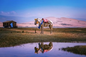 属马的几月出生最好，正月和二月马最好