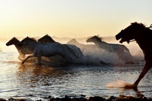 属马和什么生肖相冲相克，属鼠属牛属兔属马
