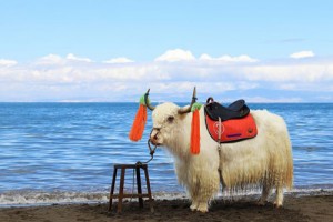 属羊人的婚姻与命运，顺畅平稳