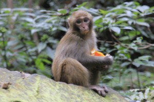 属猴人的婚姻与命运，有苦有甜