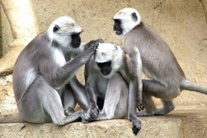 几月出生属猴荣华富贵一辈子，几月出生的属猴人天生命好