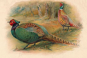 属鸡人的桃花贵人是谁，属蛇属牛属龙