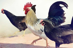 什么时候出生的属鸡的是凤凰命，3月5月10月12月