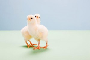 属鸡的在几月份出生是富豪命，2月8月10月12月