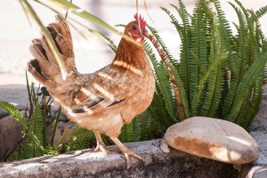 69年出生属鸡人未来十年大运，先升后降