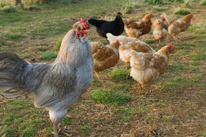 属鸡男的分手模式，属鸡男分手会用什么方式