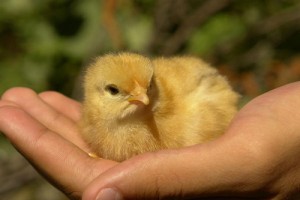 属鸡的女人不能娶，属鸡女不能娶的原因