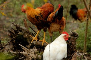 属鸡人永远最旺的颜色,旺属鸡人的颜色有哪些