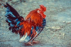 1981年属鸡能活多久,寿命如何