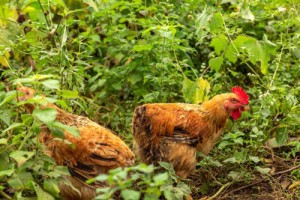 69年属鸡死于哪一年,69年属鸡要小心什么年龄