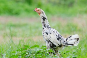 属鸡的桃花劫是什么属相,属鸡人与哪些属相不能相爱