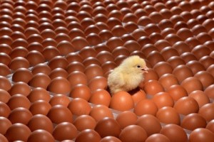 93年属鸡什么时候翻身,什么时候运气最旺