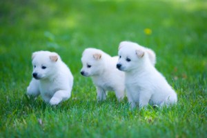 属狗的男女属相婚配表