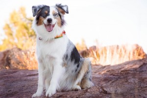 1970年出生的属狗男人一生命运如何,家庭幸福美满