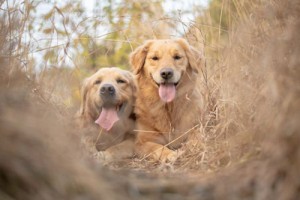 70年出生的属狗人晚年运势:无比安逸幸福