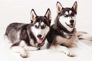 1970年属狗人的晚年运势,安稳无虞