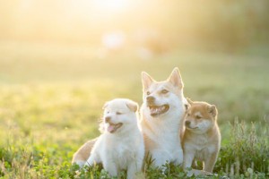 70年属狗人晚年子女运如何,儿女聪明孝顺