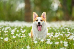 属狗的佩戴什么生肖好,属兔属虎属马