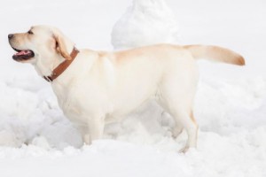 属狗的命中克星和福星是谁,克星牛兔福星蛇羊