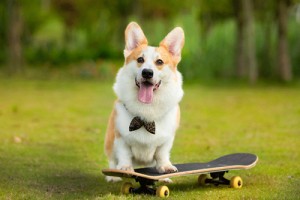 属狗的人最适合生什么属相的宝宝,几月份最好