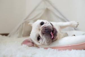 1970年属狗的几月出生最好,70年属狗人一生命运如何