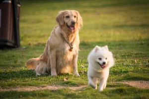 1994年属什么生肖,94年出生是什么命