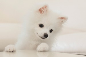 属狗的几月出生最好,四月出生命最好