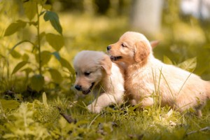 狗和什么生肖最配,属兔属虎属马