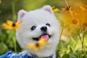 属狗人的婚姻与命运,平坦顺畅