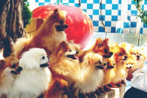 2006年属狗的几月出生最好,06年属狗人一生命运如何