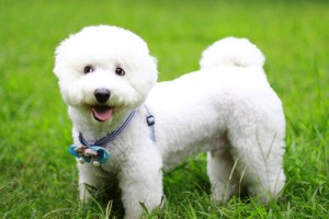 十狗九苦还是十狗九富,有什么特别的说法吗