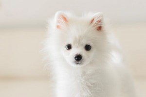 1994年属狗人的灾难年纪,可以平安渡过吗