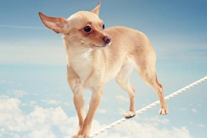 1994年属狗人几时结婚好,最佳年份月份