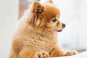 属狗的适合戴什么生肖,属虎属马属兔