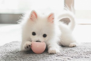 1982年属狗的转折点在哪,一生有几个转折点