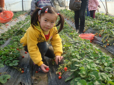 周公解梦梦见摘草莓是什么意思 做梦梦到摘草莓代表什么