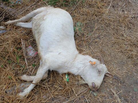 周公解梦梦见死羊是什么意思，做梦梦见死羊代表什么