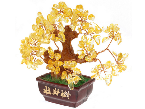 招财树的风水作用