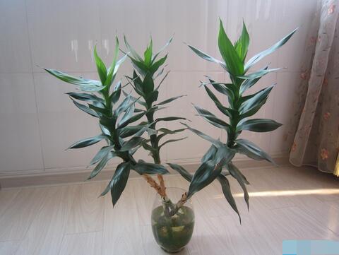 观音竹如何摆放 观音竹的风水作用