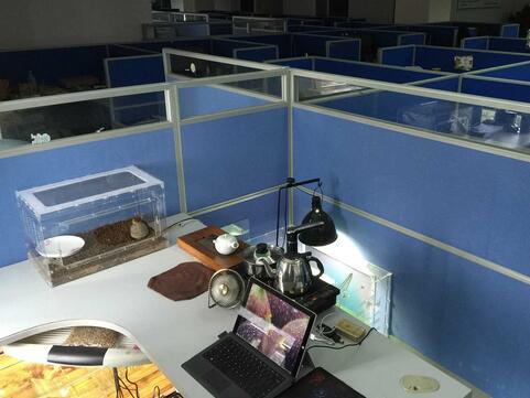 办公室里养龟有哪些风水讲究