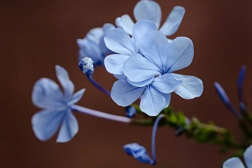 什么是好桃花，什么是烂桃花