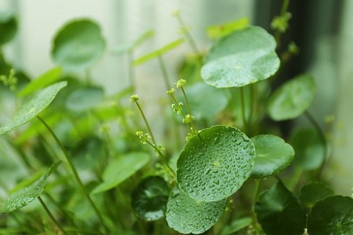 除甲醛排名前十植物，分别是什么