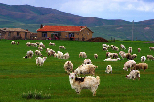 2015年属羊2027年运势及每月运程 15年属羊人2027年运势完整版