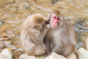 属猴本命年运势如何 属猴本命年运势详解与化解